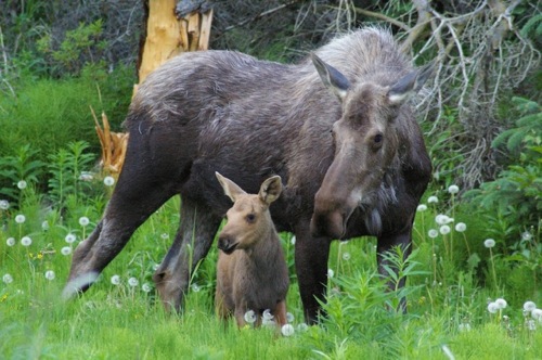 Moose & babe